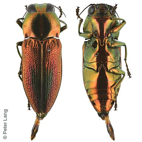 Selagis corusca, PL4415C, male, EP, 12.3 × 4.4 mm